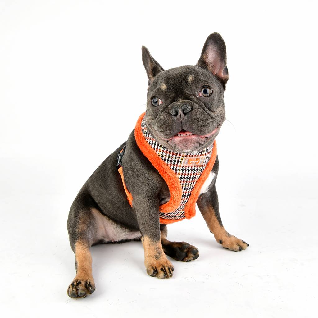 Puppia Auden Harness model A orange - Premium hondentuig > honden harnas from Puppia - Just €20! Shop now at Frenkiezdogshop