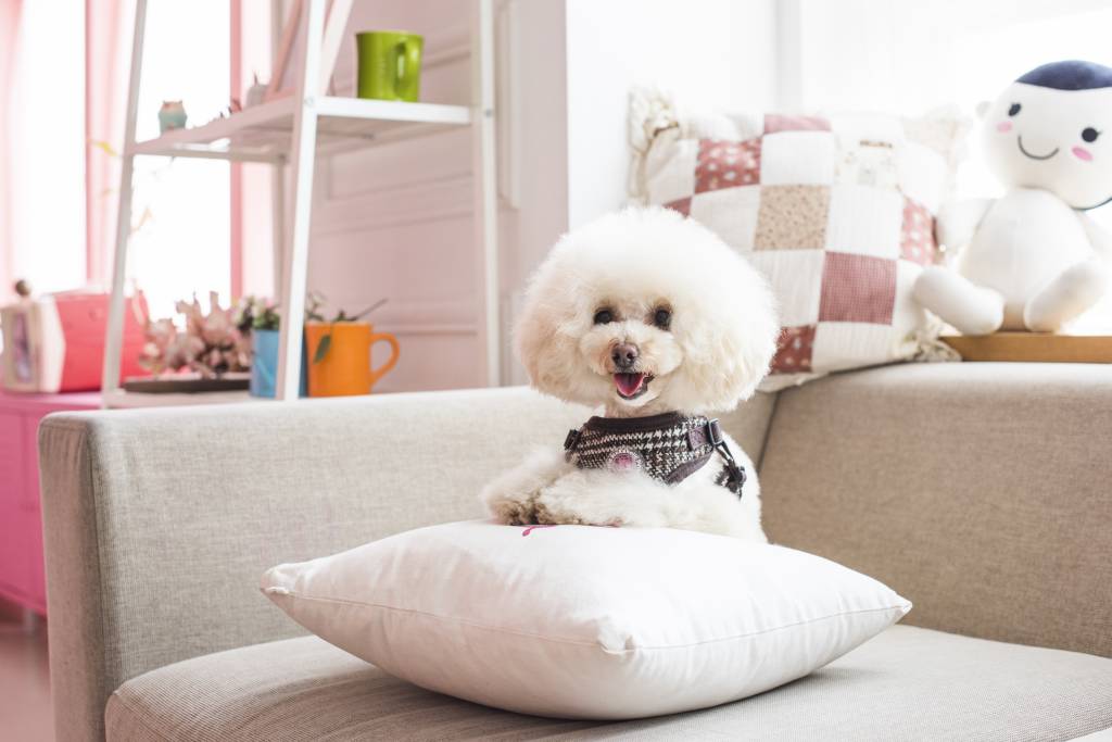 Pinkaholic Da Vinci Harness brown model C - Premium hondentuig > honden harnas from Pinkaholic - Just €20! Shop now at Frenkiezdogshop