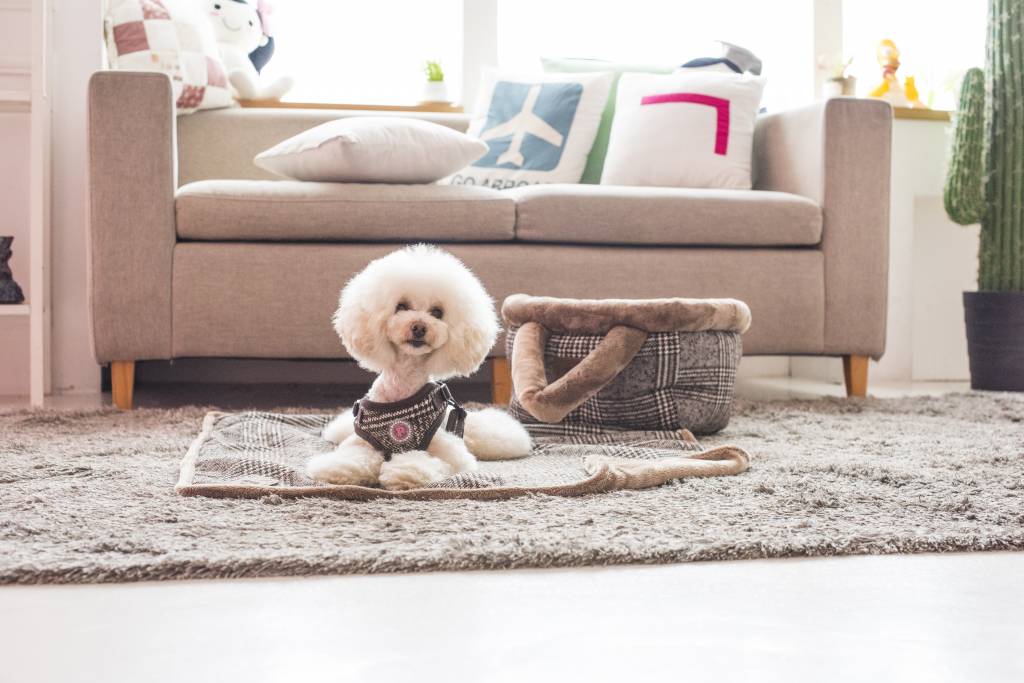 Pinkaholic Da Vinci Harness brown model C - Premium hondentuig > honden harnas from Pinkaholic - Just €20! Shop now at Frenkiezdogshop