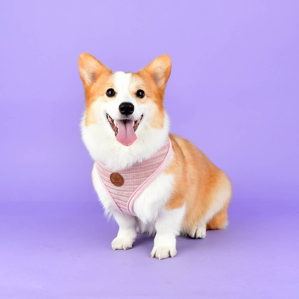 Pinkaholic Elicia Harness indian pink - Premium hondentuig > honden harnas from Pinkaholic - Just €22.99! Shop now at Frenkiezdogshop