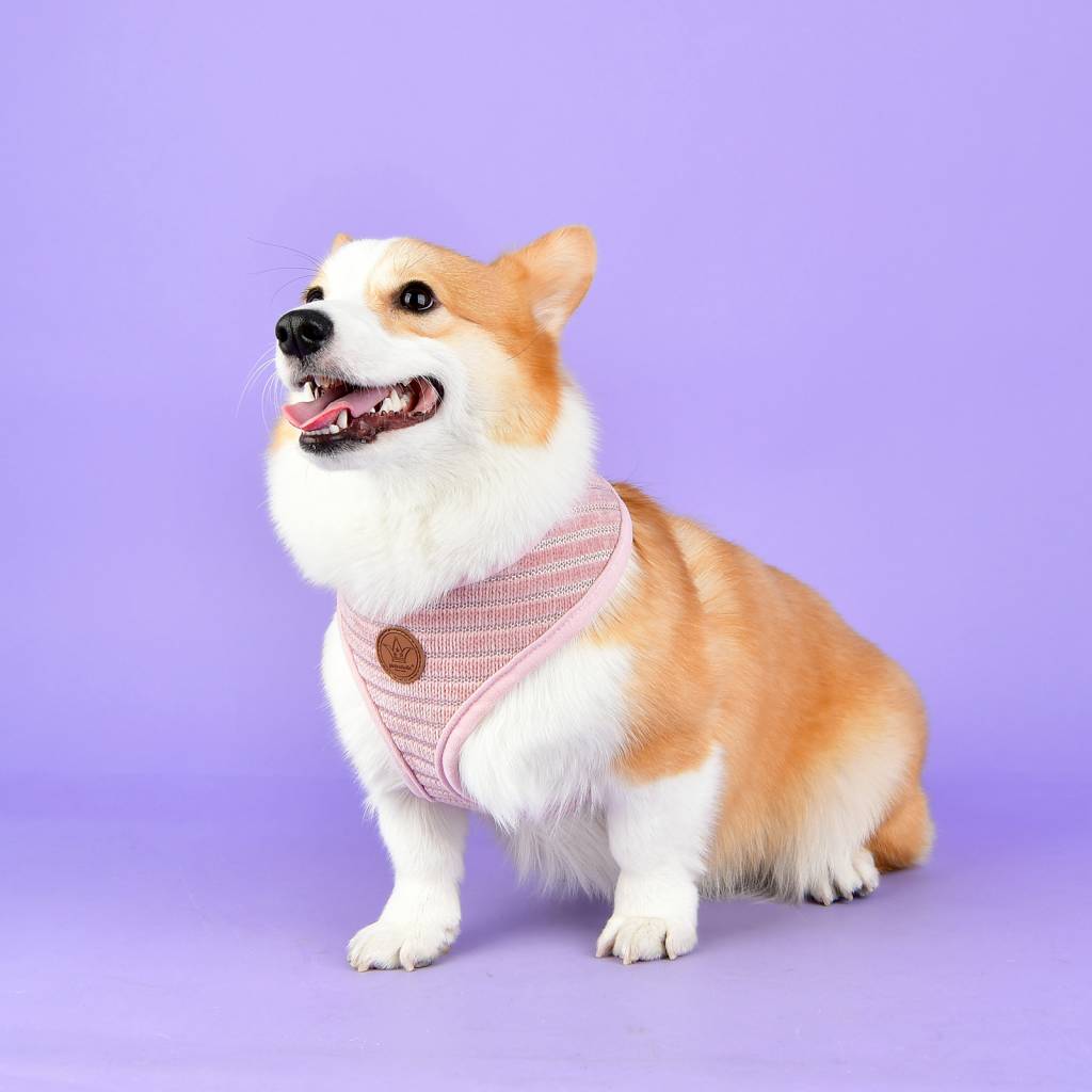 Pinkaholic Elicia Harness indian pink - Premium hondentuig > honden harnas from Pinkaholic - Just €22.99! Shop now at Frenkiezdogshop