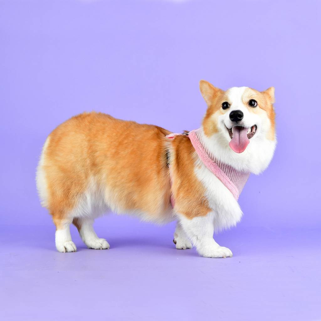 Pinkaholic Zuri Harness lt pink hondentuig > honden harnas > model A Small