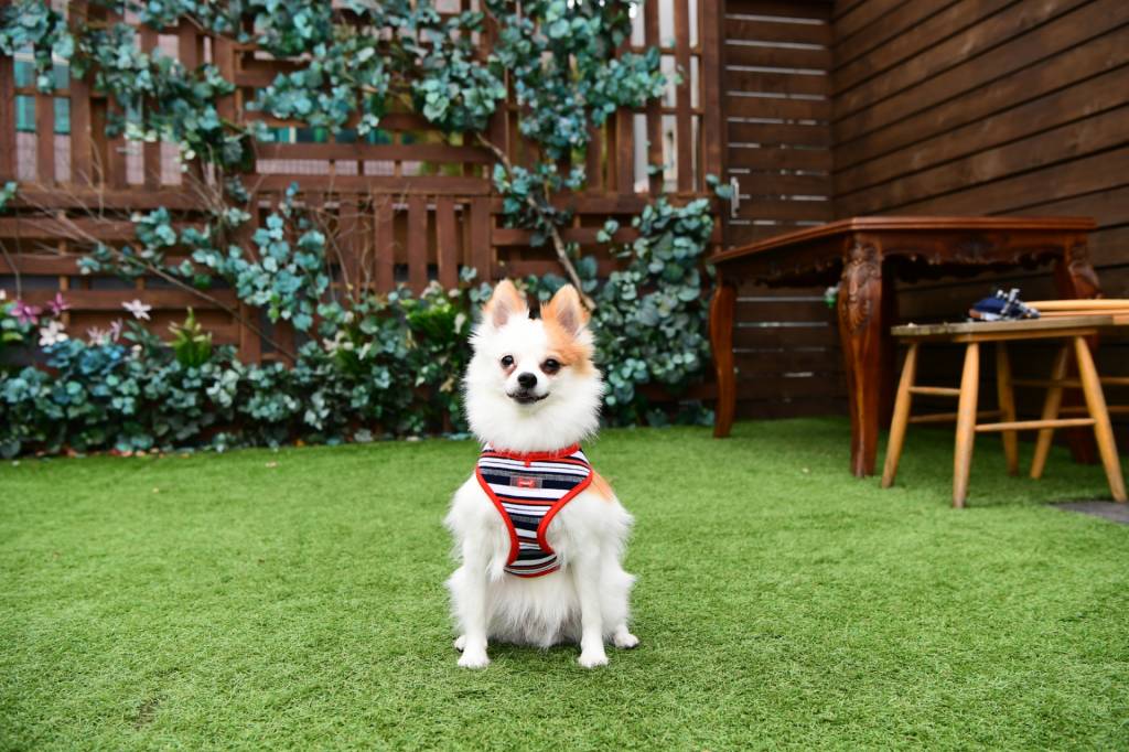 Puppia Oceane Harness Model A Red ( Small & X-Large ) - Premium hondentuig > honden harnas from Puppia - Just €20! Shop now at Frenkiezdogshop