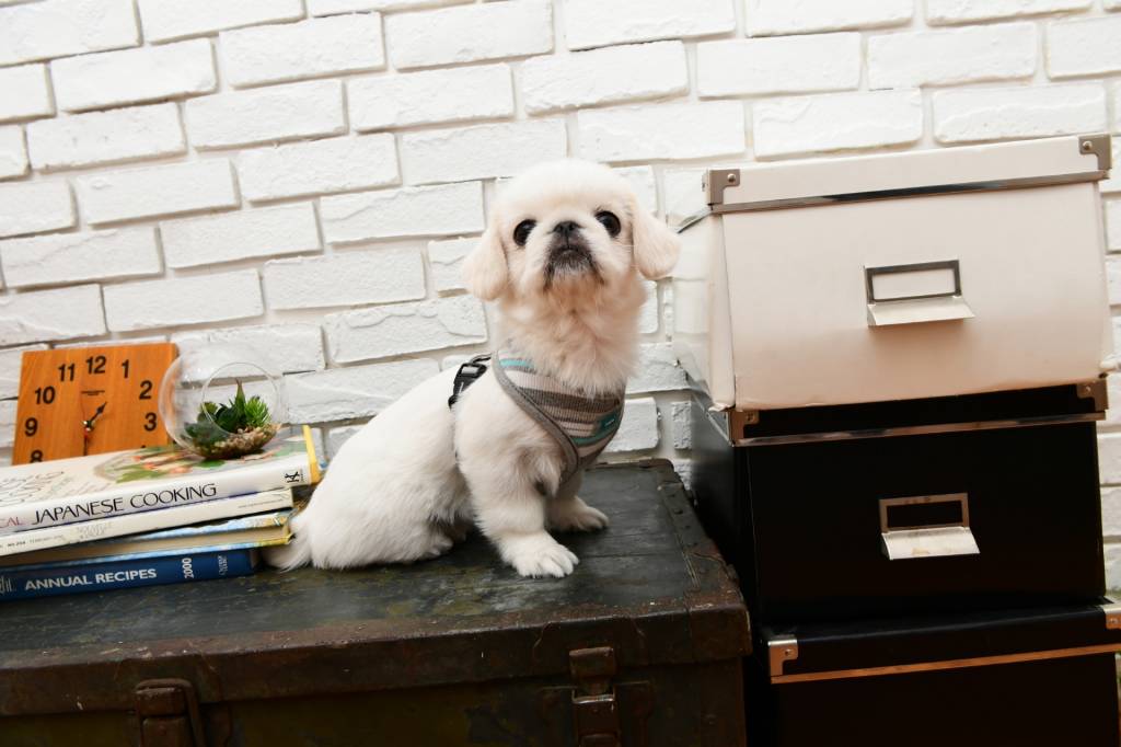 Puppia Oceane Harness Model A Grey ( Small & X- Large ) - Premium hondentuig > honden harnas from Puppia - Just €20! Shop now at Frenkiezdogshop