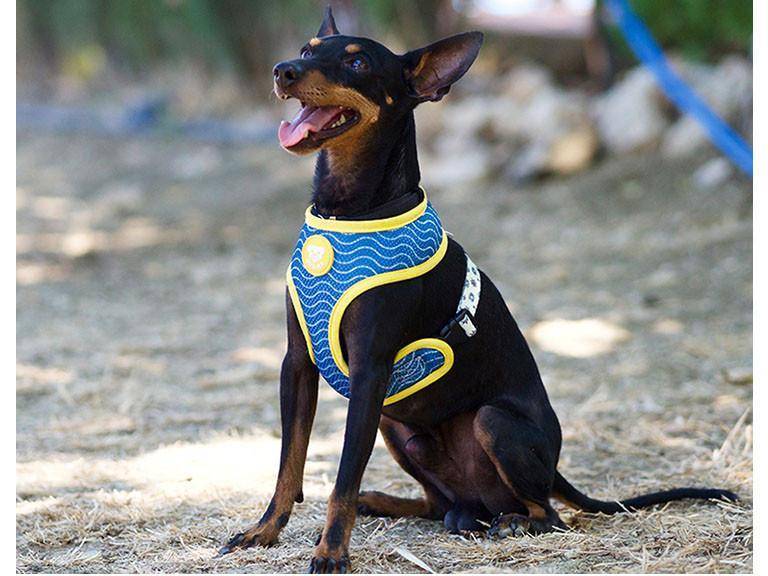 Dukier Reversible Harness ducks - Premium hondentuig > honden harnas from Dukier - Just €10! Shop now at Frenkiezdogshop