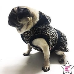 Leopard Jurk Zwart - Premium Hondenkleding > Hondenjurk from Pimp My Pug - Just €10! Shop now at Frenkiezdogshop