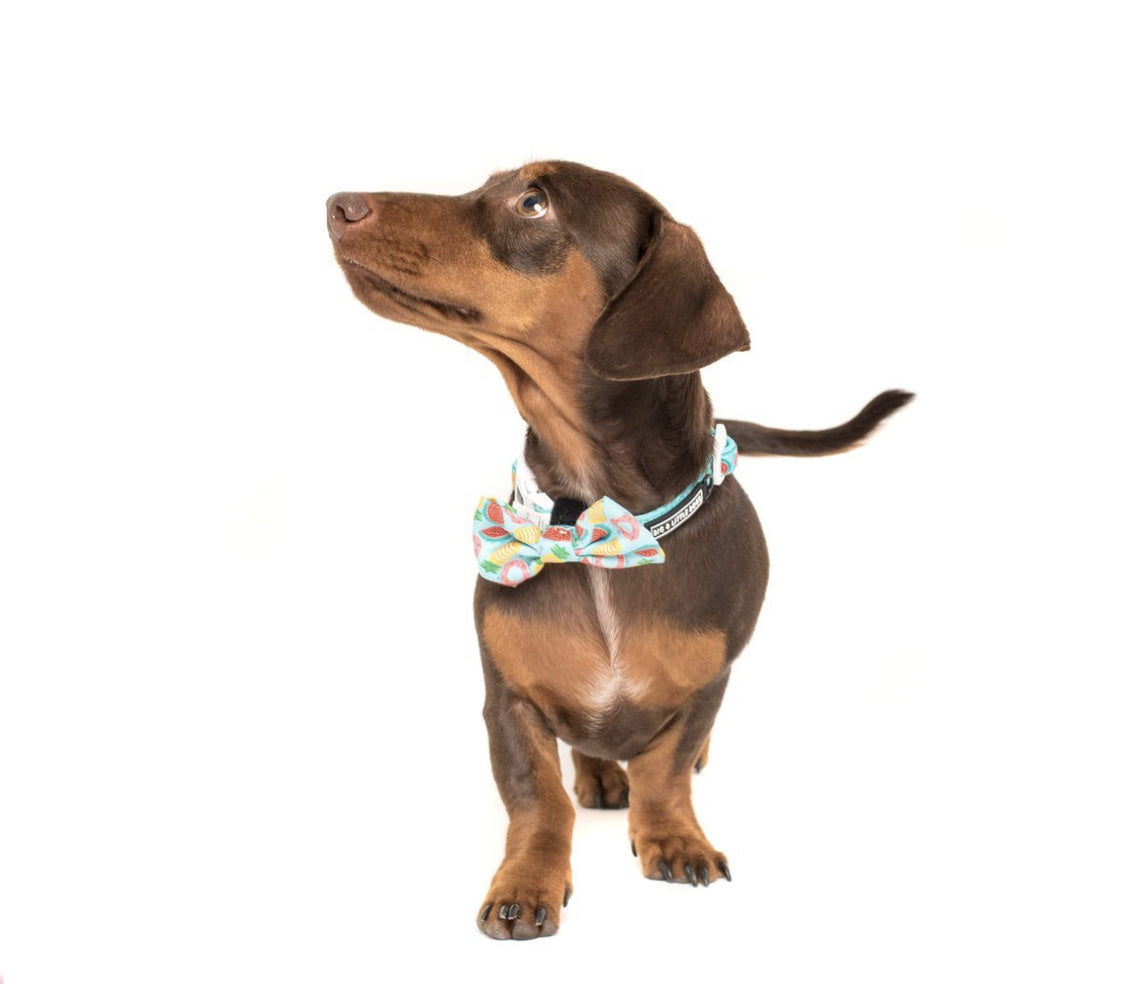 Big and Little Dogs Halsband A Splashing Good Time ( XSMALL ) - Premium halsband > hondenhalsband from Big and Little Dogs - Just €10! Shop now at Frenkiezdogshop