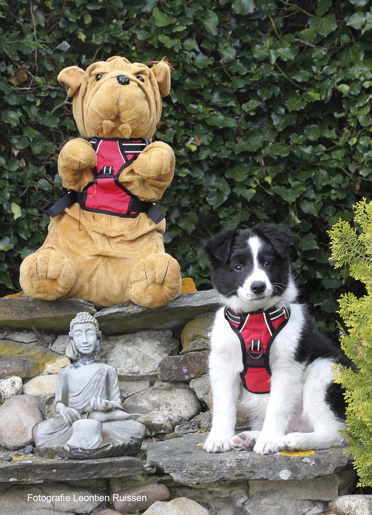Frenkiez reflective no pull dog harness red - Premium hondentuig > honden harnas from Frenkiez - Just €10! Shop now at Frenkiezdogshop