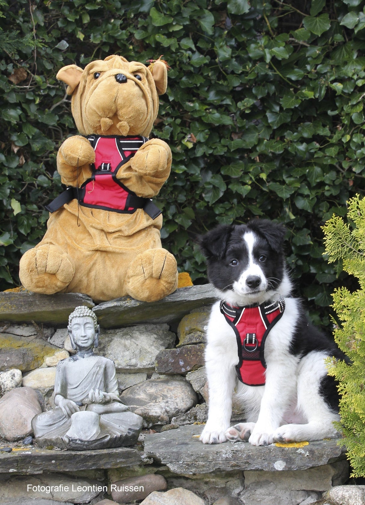 Frenkiez reflective no pull lockable dog Y harness red ( XS ) - Premium hondentuig > honden harnas from Frenkiez - Just €29.99! Shop now at Frenkiezdogshop