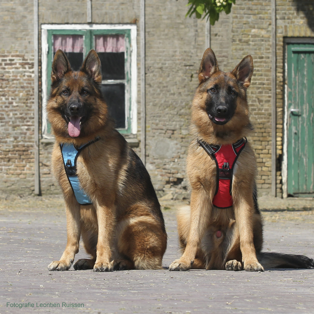 Frenkiez reflective no pull dog harness blue XS & S ) - Premium hondentuig > honden harnas from Frenkiez - Just €8.99! Shop now at Frenkiezdogshop