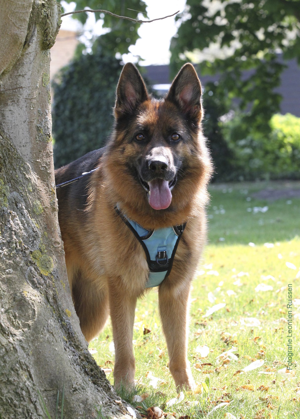 Frenkiez reflective no pull dog harness blue XS & S ) - Premium hondentuig > honden harnas from Frenkiez - Just €8.99! Shop now at Frenkiezdogshop