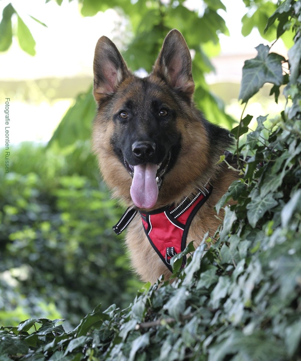 Frenkiez reflective no pull dog harness red hondentuig > honden harnas > Y tuigen X - Small
