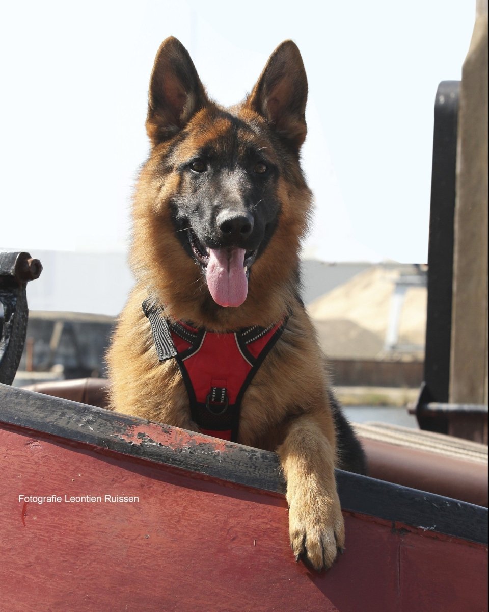 Frenkiez reflective no pull dog harness red hondentuig > honden harnas > Y tuigen X - Small