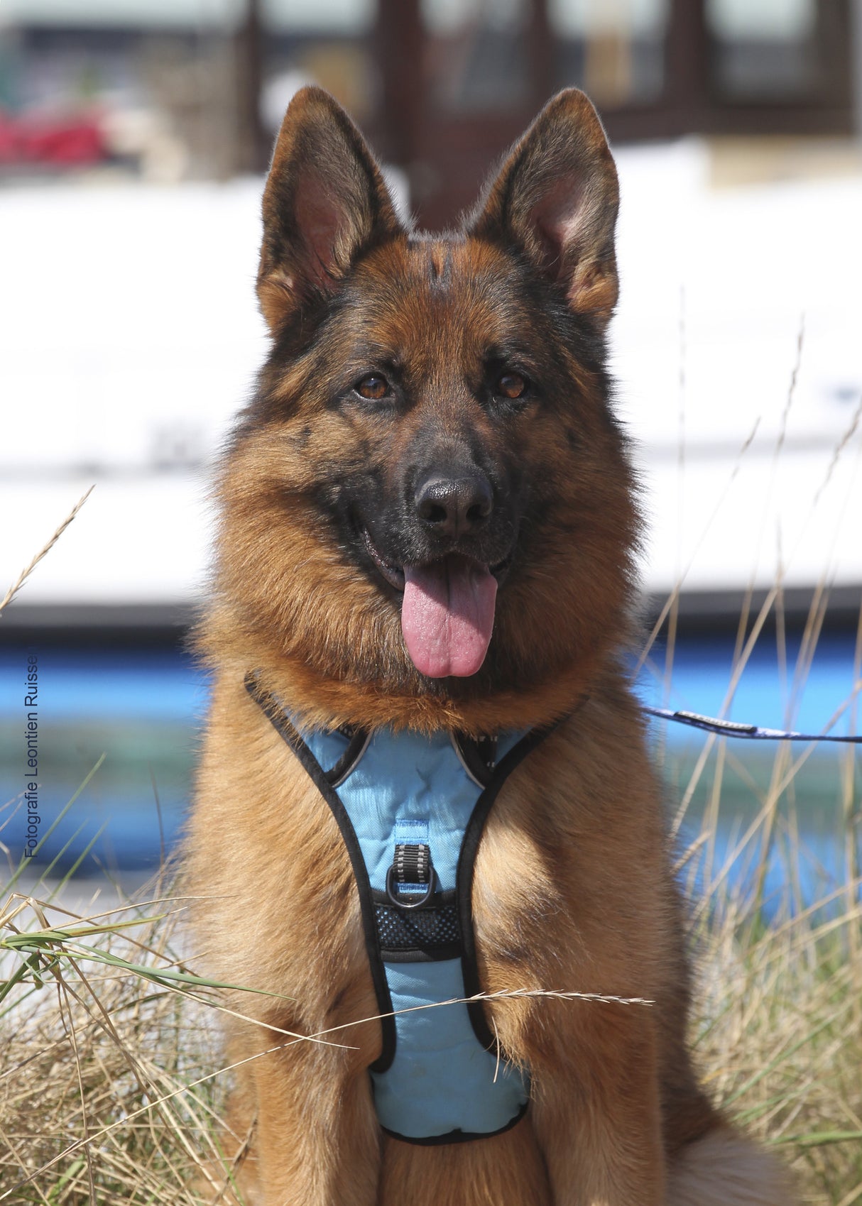 Frenkiez reflective no pull dog harness blue XS & S ) - Premium hondentuig > honden harnas from Frenkiez - Just €8.99! Shop now at Frenkiezdogshop