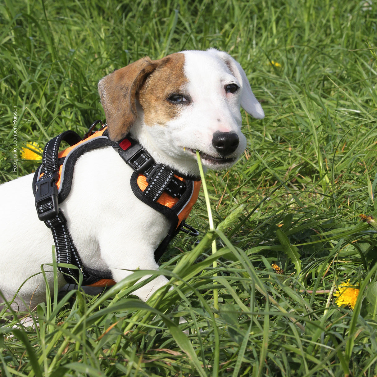 Frenkiez reflective Y tuig dog harness orange - Premium hondentuig > honden harnas from Frenkiez - Just €20! Shop now at Frenkiezdogshop
