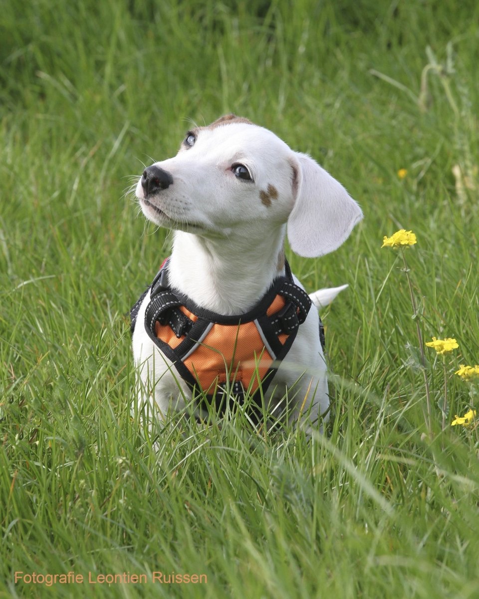 Frenkiez reflective no pull dog harness orange hondentuig > honden harnas > Y tuigen X - Small