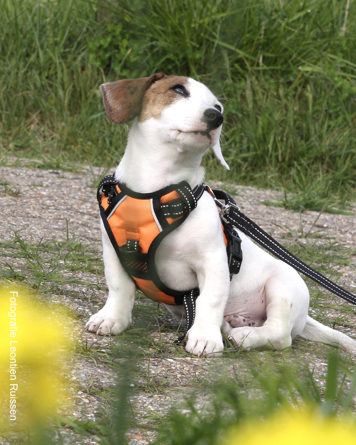 Frenkiez reflective Y tuig dog harness orange - Premium hondentuig > honden harnas from Frenkiez - Just €20! Shop now at Frenkiezdogshop