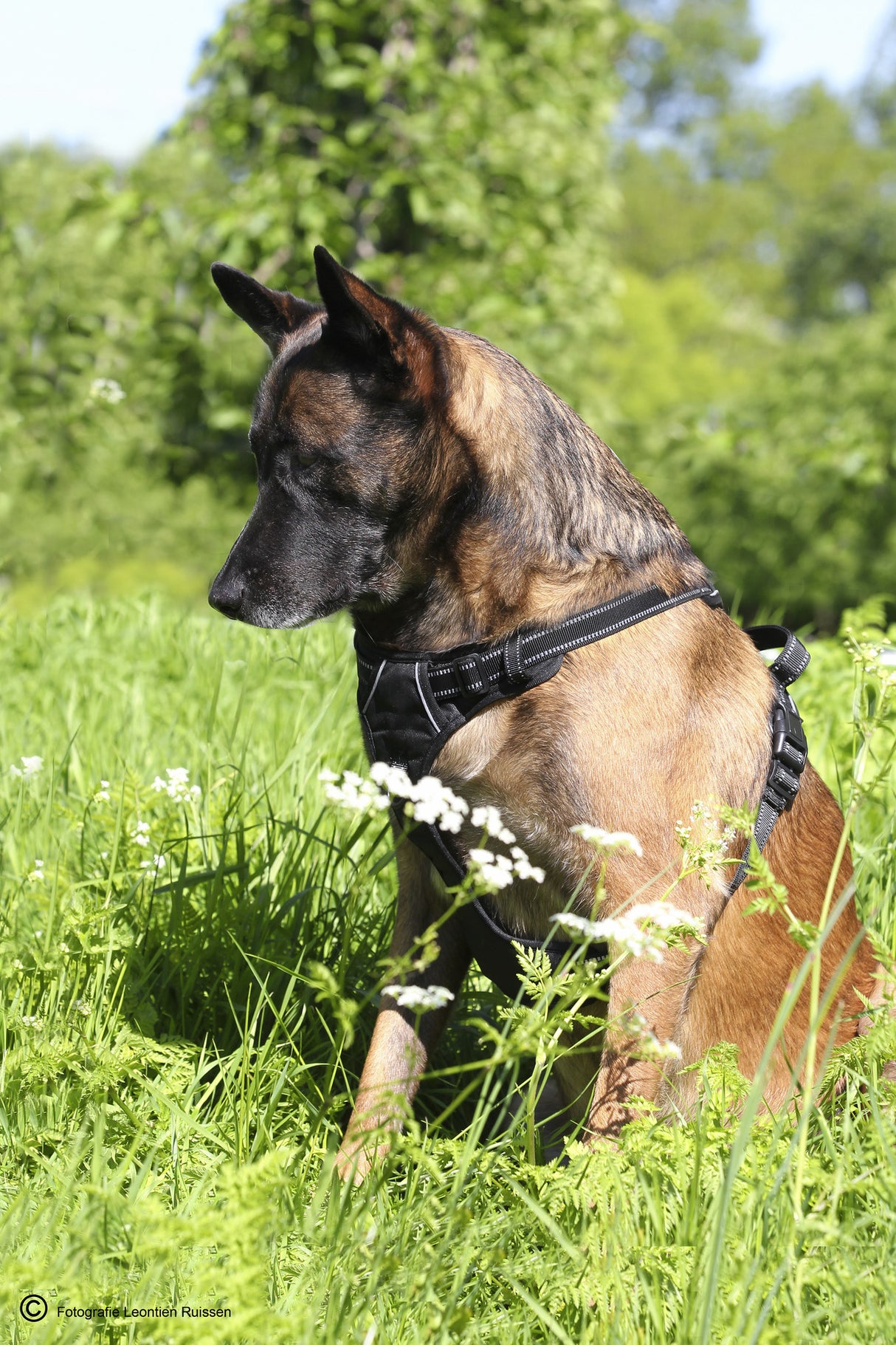 Frenkiez reflective no pull dog harness black hondentuig > honden harnas > Y tuigen X - Small