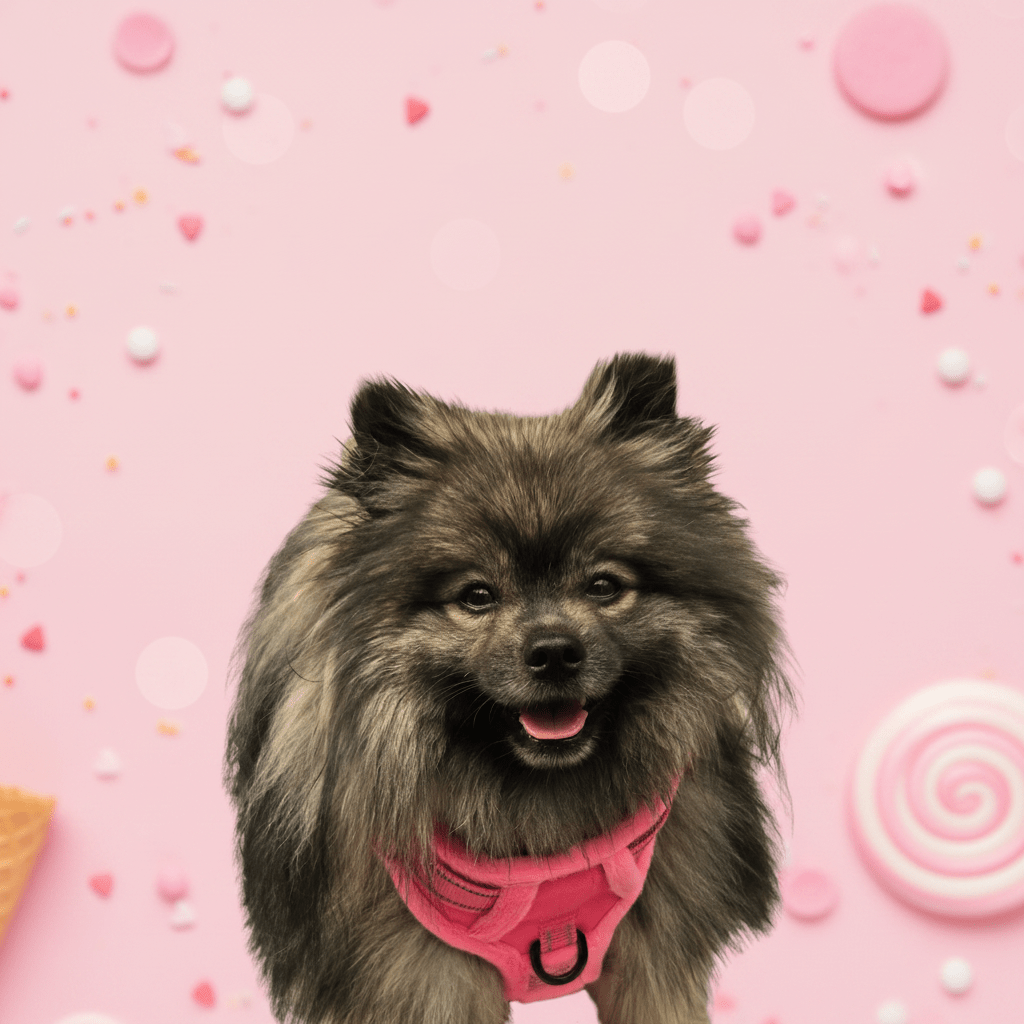 Frenkiez Teddy reflective Y tuig no pull dogharness Hot Pink hondentuig > honden harnas > Y tuigen Small