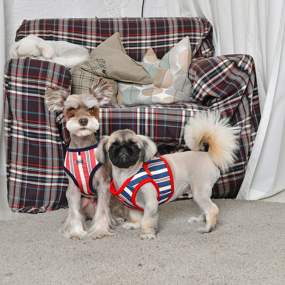 Puppia Zorion Harness model A Navy ( X-Large ) - Premium Puppia from Puppia - Just €20! Shop now at Frenkiezdogshop