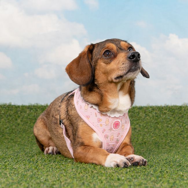 Pinkaholic Amara Harness Light Pink
