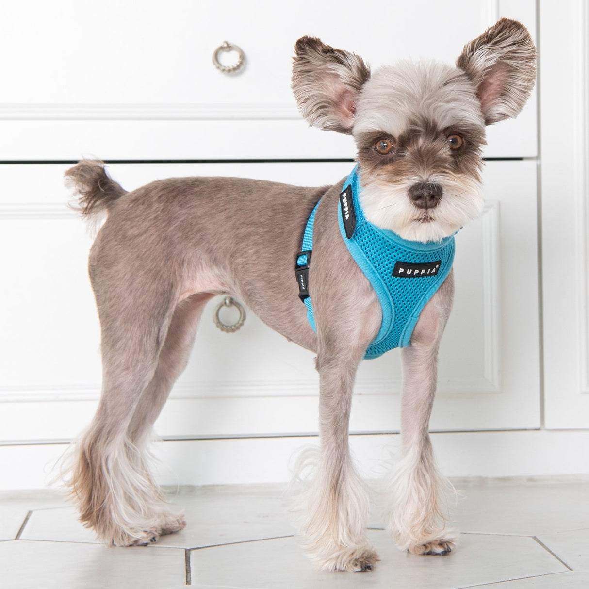 Puppia Superior Harness Model A Skyblue hondentuig > honden harnas > model A Small