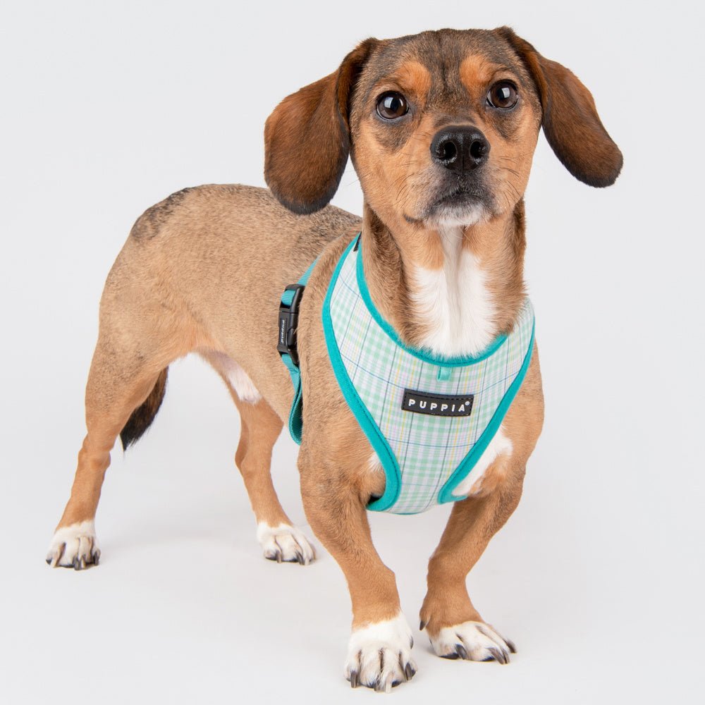 Puppia Luke Harness Model A Aqua ( X - Large ) hondentuig > honden harnas > model A X - Large
