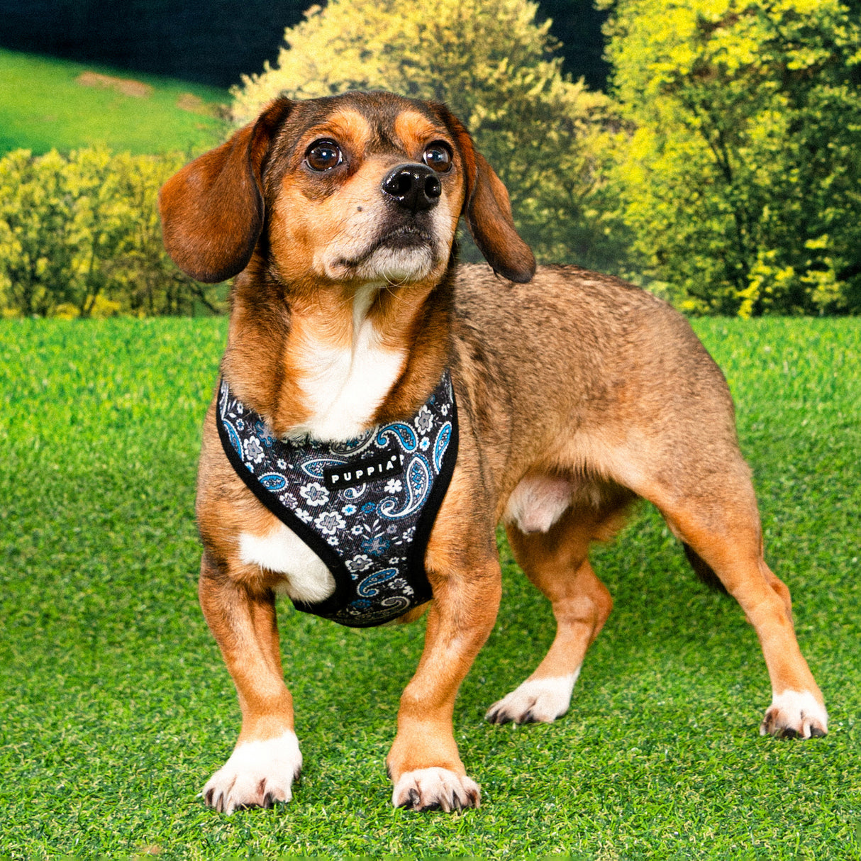 Puppia Cynthia Harness Model A Black hondentuig > honden harnas > model A Small