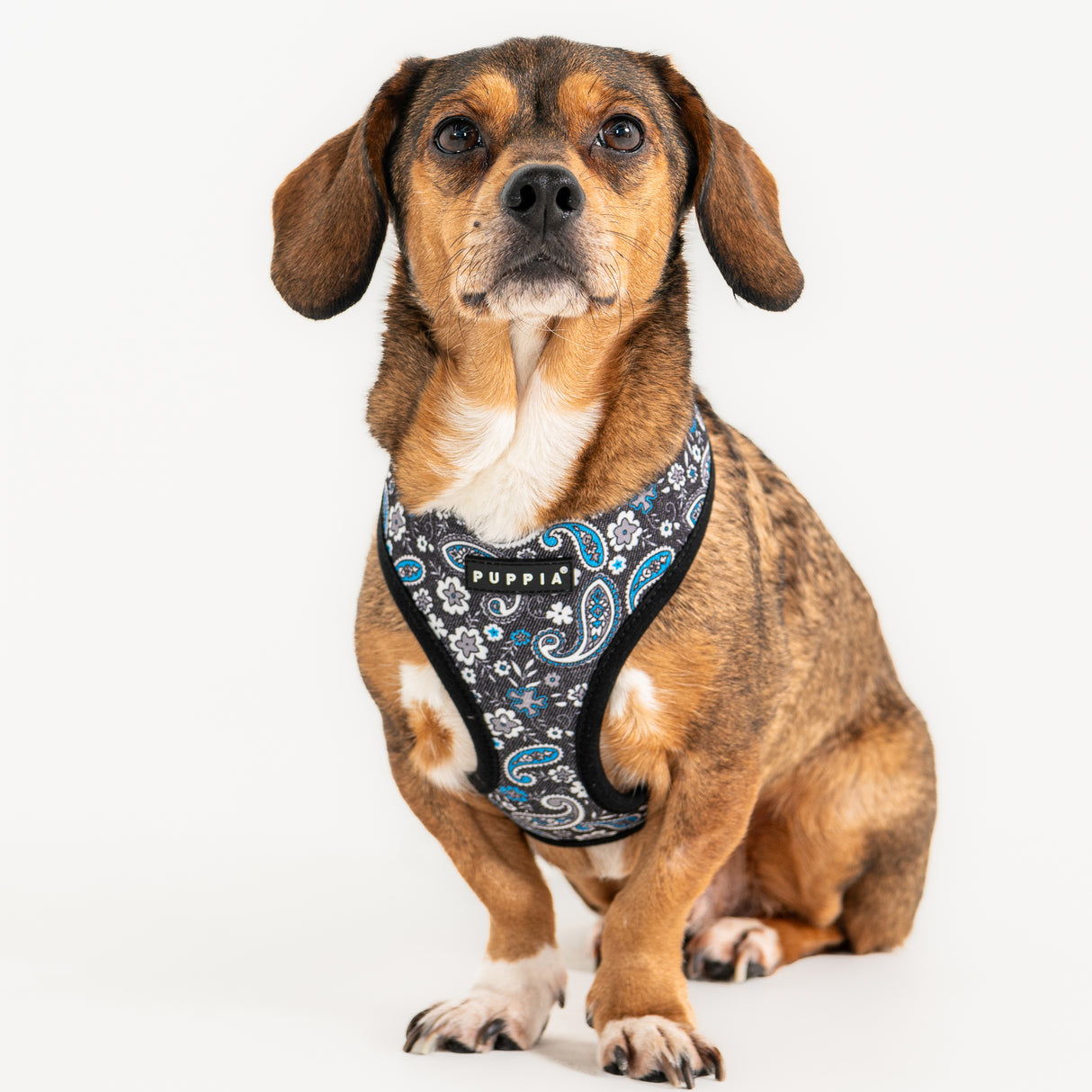 Puppia Cynthia Harness Model A Black hondentuig > honden harnas > model A Small