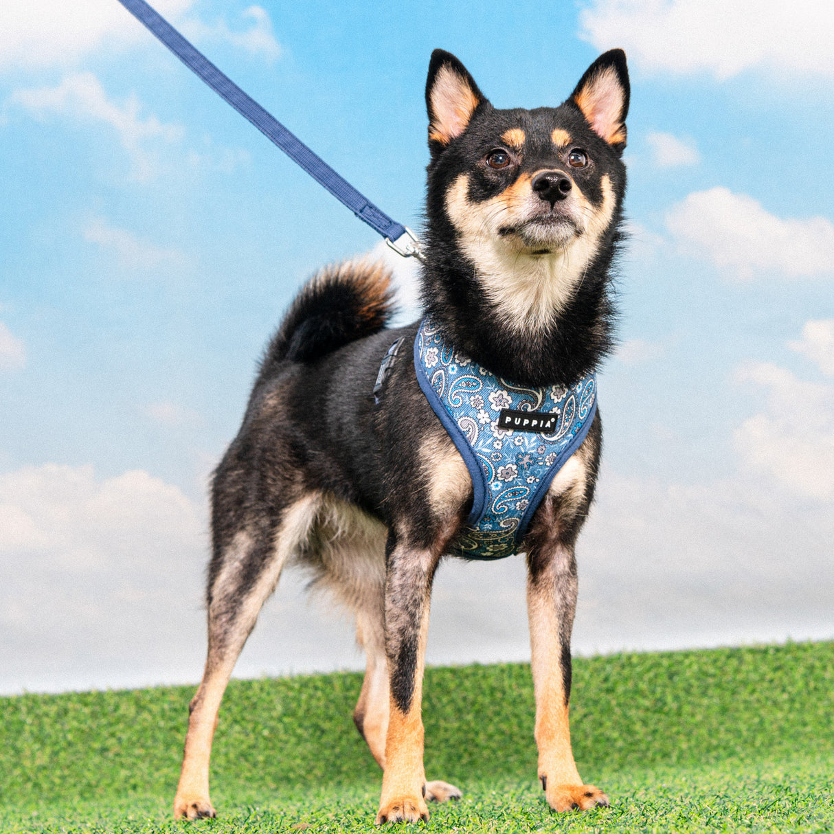 Puppia Cynthia Harness Model A Blue - Premium hondentuig > honden harnas from Puppia - Just €26.99! Shop now at Frenkiezdogshop