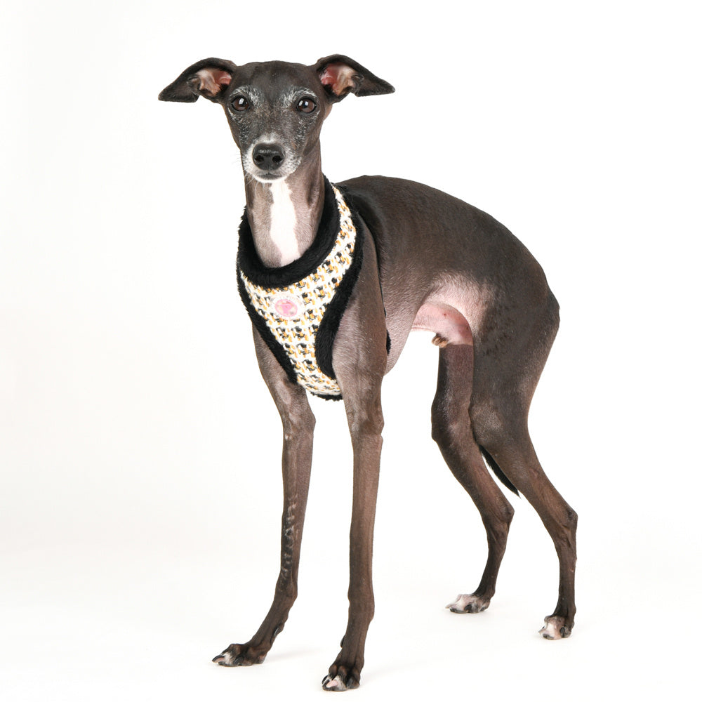 Pinkaholic Lucia Harness Black - Premium hondentuig > honden harnas from Pinkaholic - Just €20! Shop now at Frenkiezdogshop