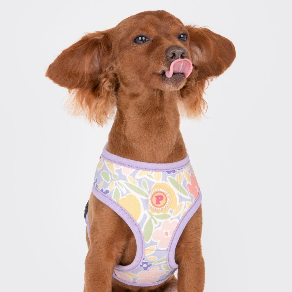 Pinkaholic Evanthe harness Purple hondentuig > honden harnas > model A Small