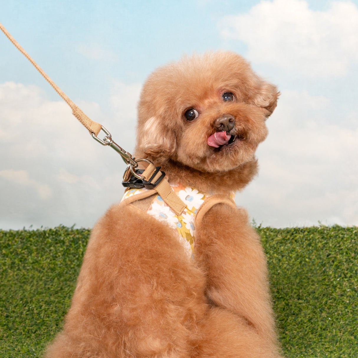 Pinkaholic Lilibeth vest Harness Beige - Premium hondentuig > honden harnas from Pinkaholic - Just €35.99! Shop now at Frenkiezdogshop