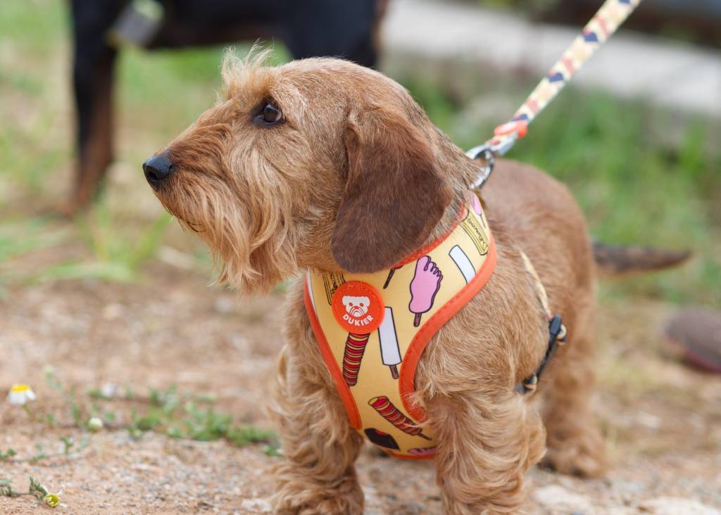 Dukier Reversible Harness Icecream - Premium hondentuig > honden harnas from Dukier - Just €10! Shop now at Frenkiezdogshop
