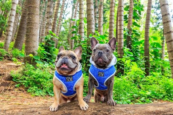 Big and Little Dogs Hoody Harness Classic Blue ( X-Small & Small ) - Premium hondentuig > honden harnas from Big and Little Dogs - Just €10! Shop now at Frenkiezdogshop