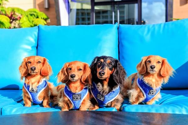 Big and Little Dogs Hoody Harness Classic Blue ( X-Small & Small ) - Premium hondentuig > honden harnas from Big and Little Dogs - Just €10! Shop now at Frenkiezdogshop