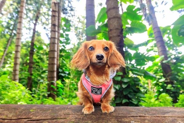 Big and Little Dogs Hoody Harness Pink hondentuig > honden harnas > model A X - Small