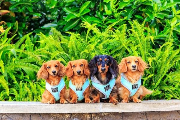 Big and Little Dogs Hoody Harness Classic Teal ( X Small & Small ) hondentuig > honden harnas > model A X - Small