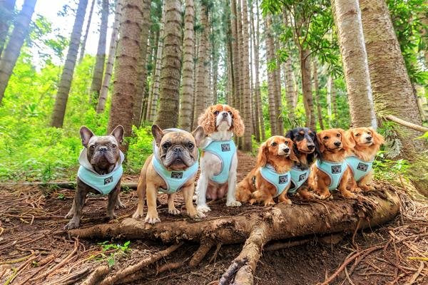 Big and Little Dogs Hoody Harness Classic Teal ( X Small & Small ) - Premium hondentuig > honden harnas from Big and Little Dogs - Just €10! Shop now at Frenkiezdogshop