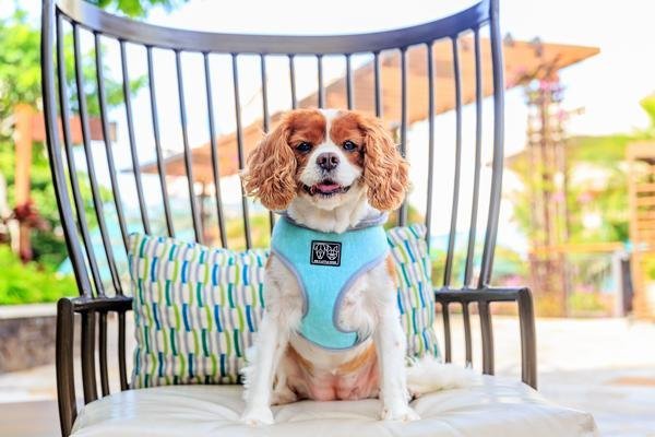 Big and Little Dogs Hoody Harness Classic Teal ( X Small & Small ) hondentuig > honden harnas > model A X - Small