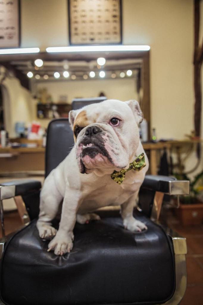 Dukier Strik camo - Premium Hondenstrik > strik from Dukier - Just €5! Shop now at Frenkiezdogshop