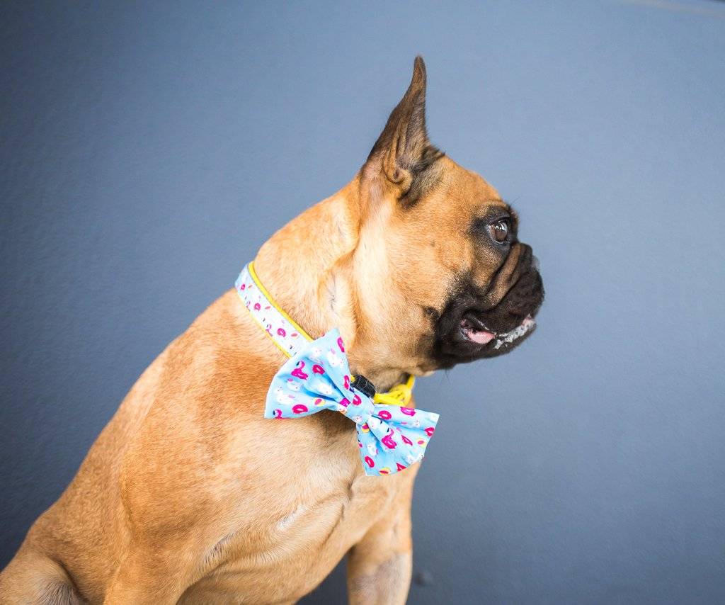 Big and Little Dogs Halsband it's a Pool Party halsband > hondenhalsband X - Small