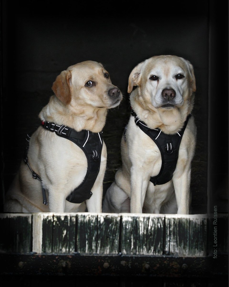 Frenkiez reflective no pull dog harness black hondentuig > honden harnas > Y tuigen X - Small