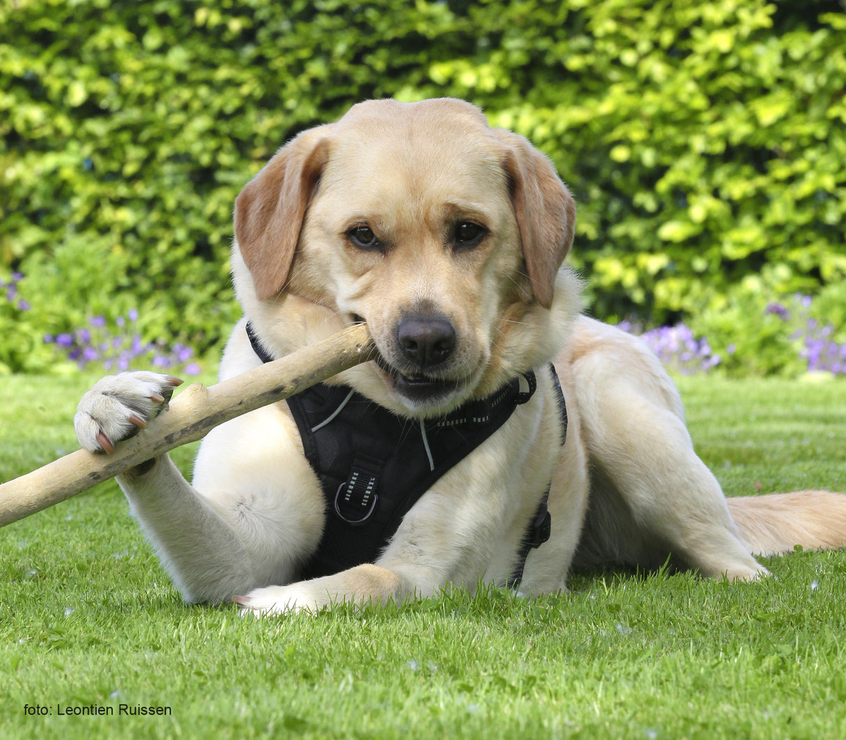 Frenkiez reflective no pull dog harness black - Premium hondentuig > honden harnas from Frenkiez - Just €9.99! Shop now at Frenkiezdogshop