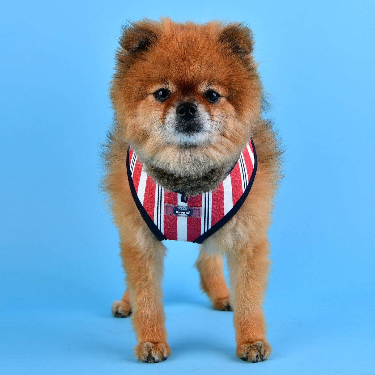 Puppia Zorion Harness model A Navy ( X-Large ) - Premium Puppia from Puppia - Just €20! Shop now at Frenkiezdogshop