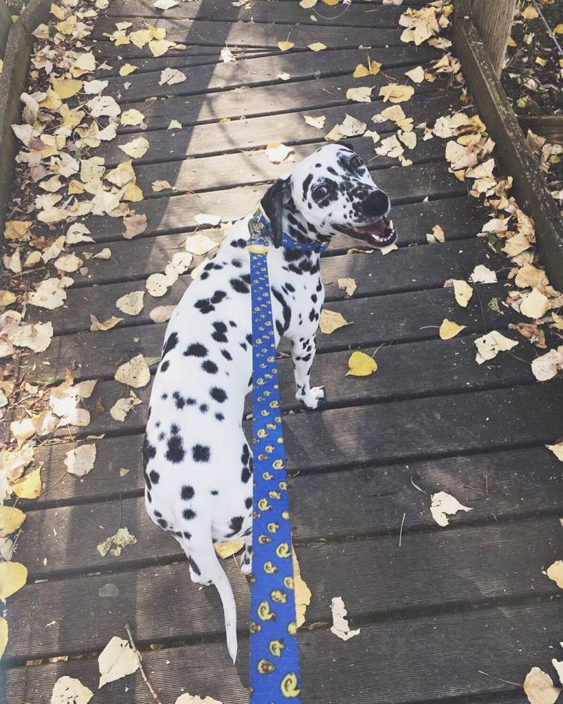 Dukier halsband ducks halsband > hondenhalsband X - Small