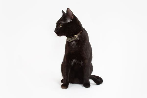 Little Kitty Cat Collar & Bow Tie Cool Cat Camo - Premium halsband > kattenhalsband from Little Kitty - Just €10! Shop now at Frenkiezdogshop