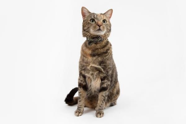 Little Kitty Cat Collar & Bow Tie Cool Cat Camo halsband > kattenhalsband X - Small