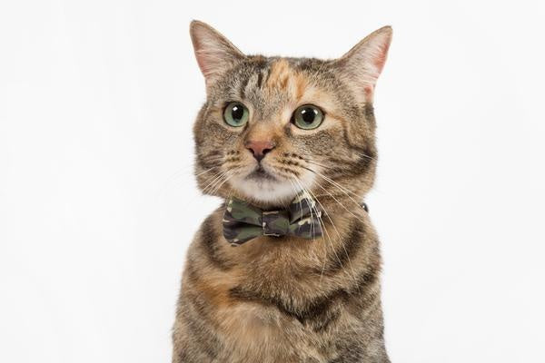 Little Kitty Cat Collar & Bow Tie Cool Cat Camo - Premium halsband > kattenhalsband from Little Kitty - Just €10! Shop now at Frenkiezdogshop