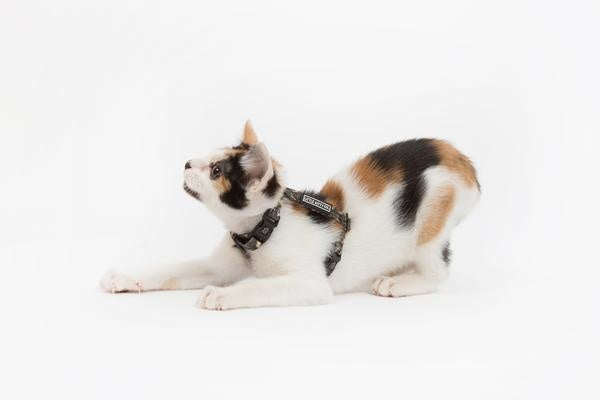 Little Kitty Strap Harness Cool Cat Camo - Premium Kattentuig > kattenharnas from Little Kitty - Just €10! Shop now at Frenkiezdogshop